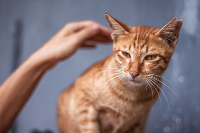 Close-up portrait of cat