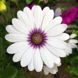 Close-up of daisy flower