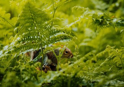 Close-up of a squirrel amongst ferns
