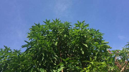 Plants against sky