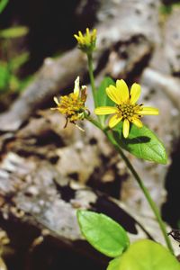 Close-up of yellow flowers blooming outdoors