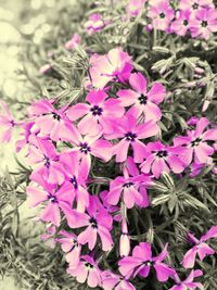 Close-up of pink flowering plants