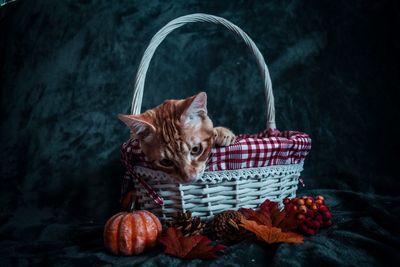 Cat sitting in basket on table