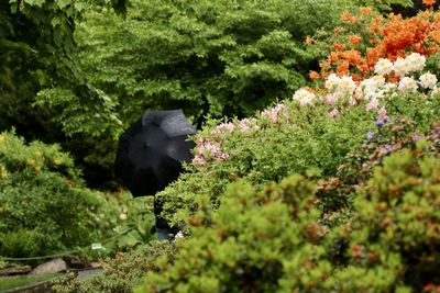 View of white flowering plants