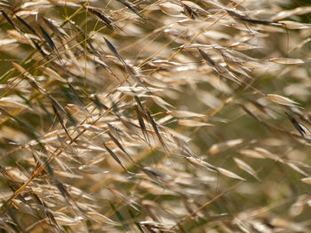 Close-up of crops on field