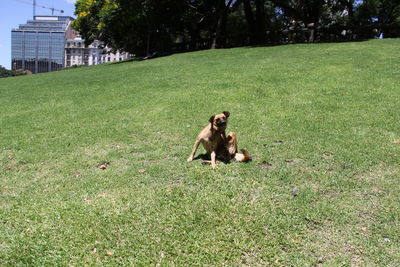 Dog relaxing on grassy hill