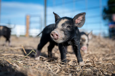 Portrait of an animal on field