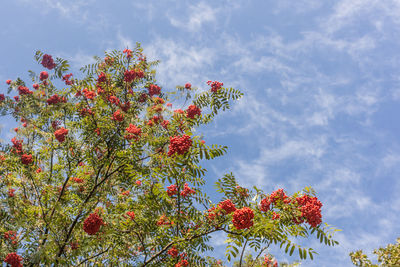 Low angle view of trees against cloudy sky