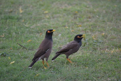 Birds on grassy field