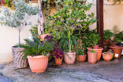 Potted plants against wall in yard