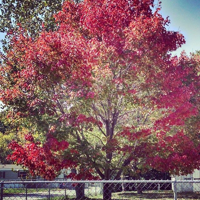 tree, growth, beauty in nature, branch, red, flower, nature, autumn, park - man made space, freshness, change, tranquility, day, season, fence, outdoors, sky, leaf, no people, railing