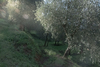 Scenic view of trees on field in forest