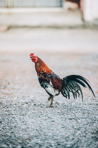 Close-up of a rooster