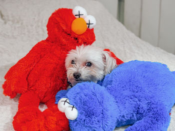 Dog lying on blanket at home