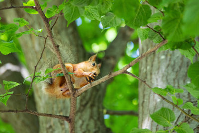 Squirrel on tree