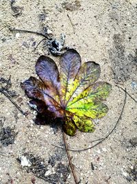 High angle view of autumn leaf