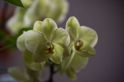 Close-up of flowering plant