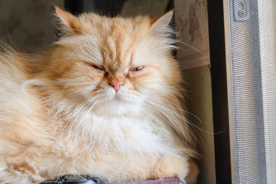 Close-up of a cat looking away at home