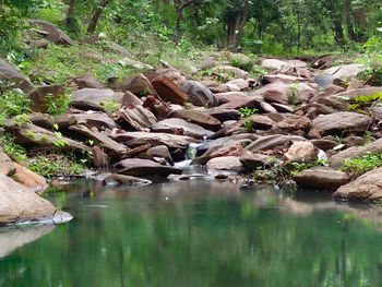 Scenic view of waterfall in forest