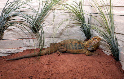 View of lizard on sand