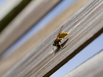 Close-up of wasp on wooden plank