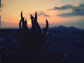 Close-up of silhouette plant against sky during sunset