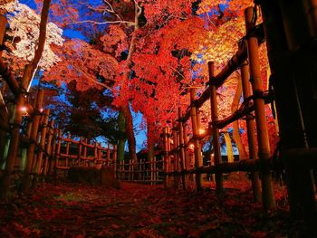 Illuminated trees in park during autumn