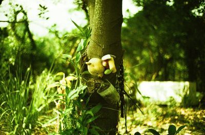 Close-up of plants against trees