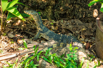 High angle view of a reptile on a land