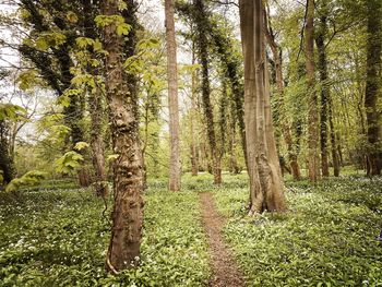 Trees growing in forest