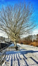 Bare trees against blue sky