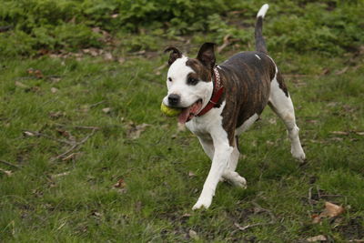 Dog on field