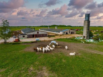 Aerial view of many oxen grazing on sunny summer day on feedlot cattle farm.