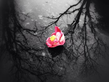 Close-up of red rose