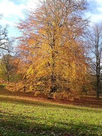 Scenic view of field against sky during autumn