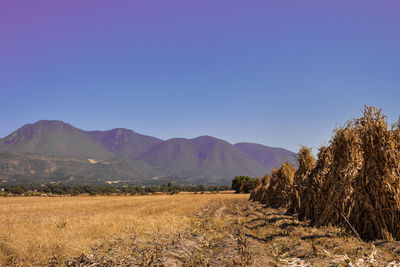 Scenic view of field against clear blue sky