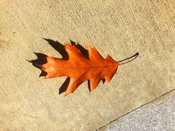 Close-up of maple leaf during autumn