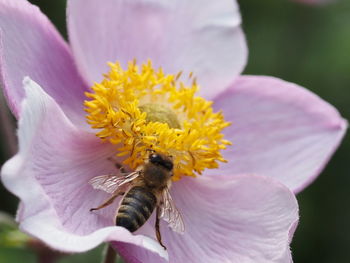 Close-up of insect on flower