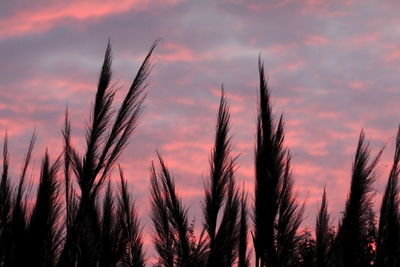 Close-up of silhouette plants on field against sky at sunset