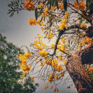 Low angle view of tree against sky during autumn