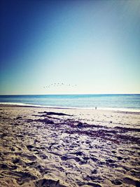 Birds flying over sea