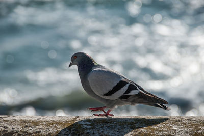 Close-up of bird perching on rock against sea
