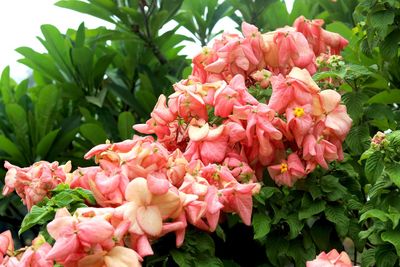 Close-up of pink flowering plant