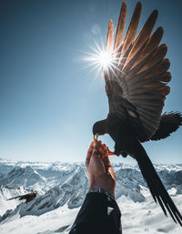 Cropped hand feeding bird