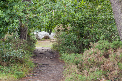 Footpath amidst trees in forest