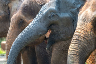 Close-up of elephant