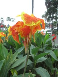 Close-up of flower growing on tree against sky