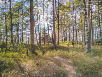 Trees growing in forest