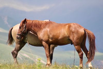Horse standing in a field