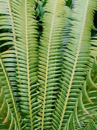 Full frame shot of succulent plant